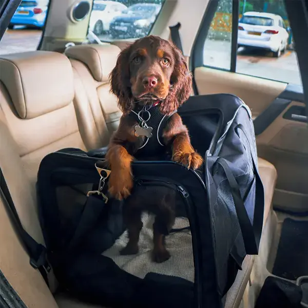 Streetwize Deluxe Collapsible Pet Car Kennel
