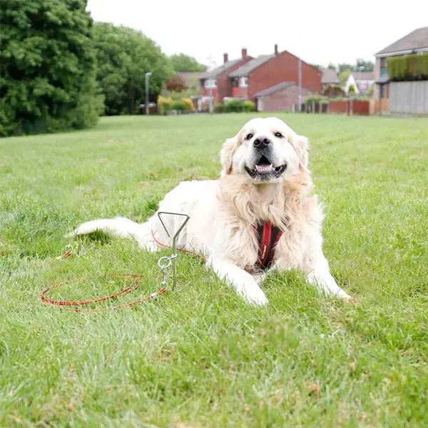 Streetwize Dog Anchor/Screw Peg with Tether