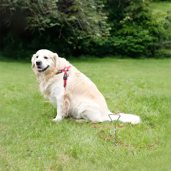 Streetwize Dog Anchor/Screw Peg with Tether