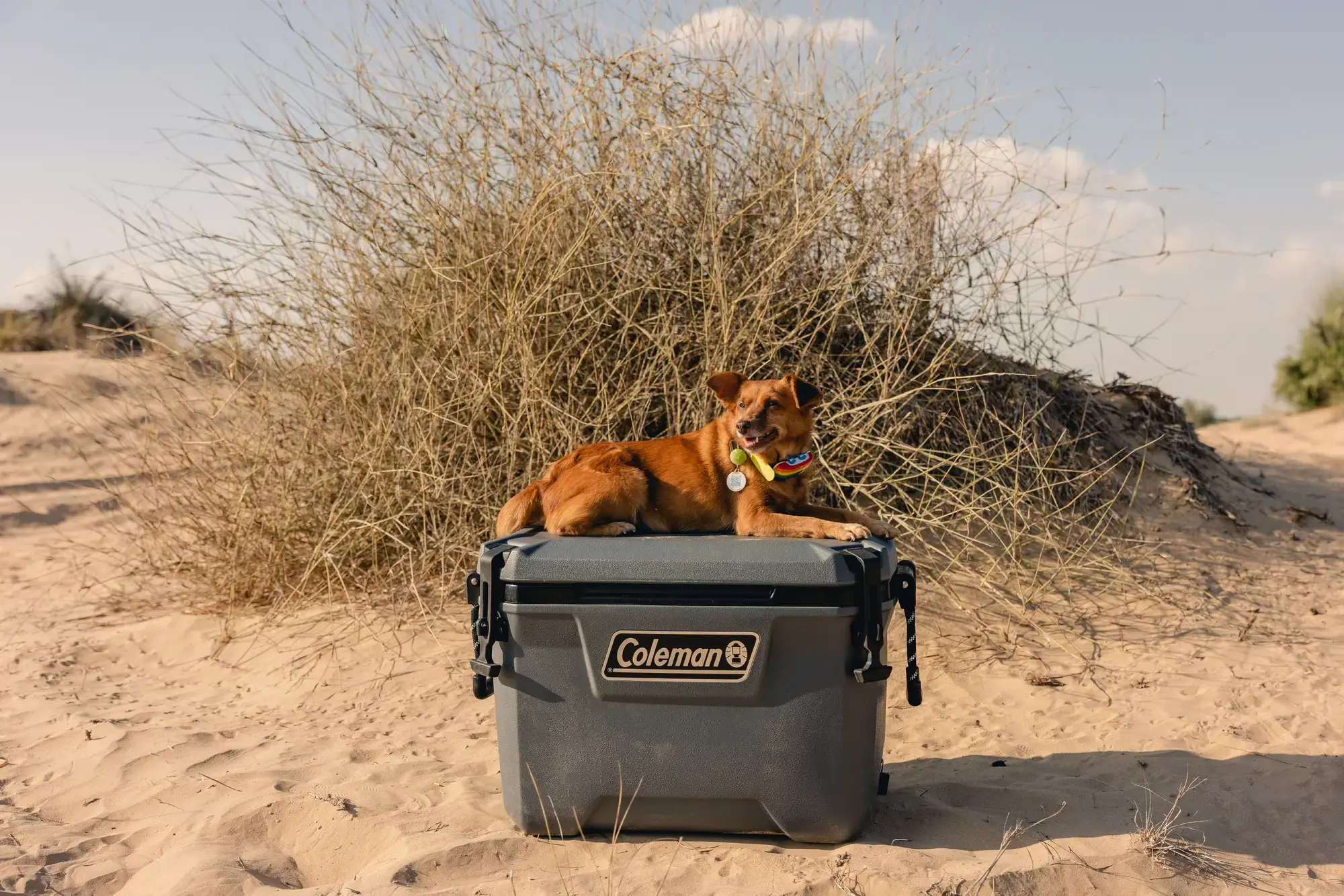 Coleman 55QT Convoy Cooler Box 53L